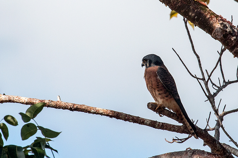 Red Morph American Kestrel - Cuban Subspecies, San Blas, Cuba