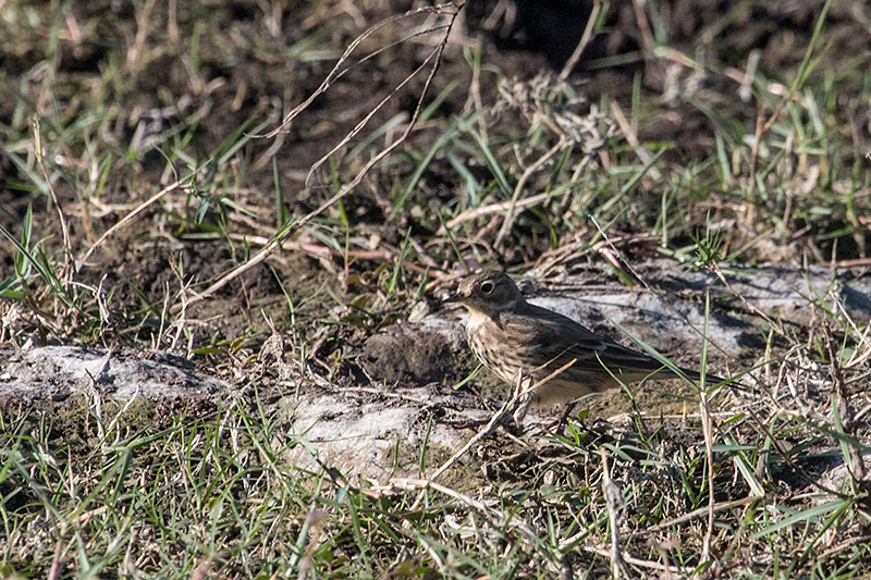 American Pipit, Guanahacabibes Peninsula, Cuba