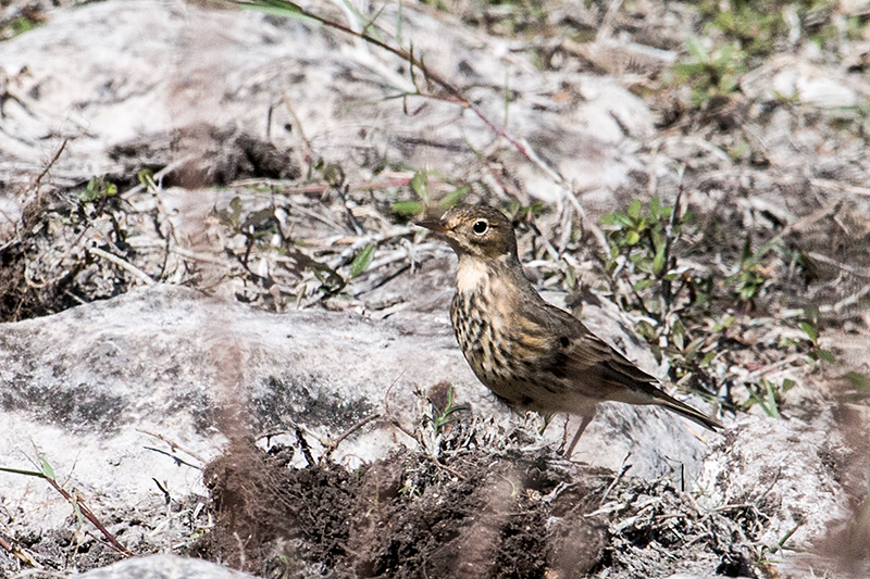 American Pipit, Guanahacabibes Peninsula, Cuba