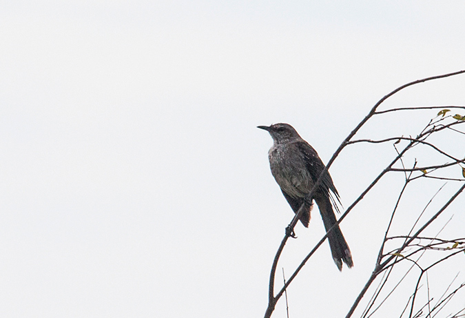 Bahama Mockingbird, Cayo Guillermo, Cuba