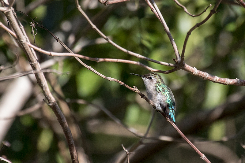 Female Bee Hummingbird - The World's Smallest Bird, Guanahacabibes Peninsula, Cuba