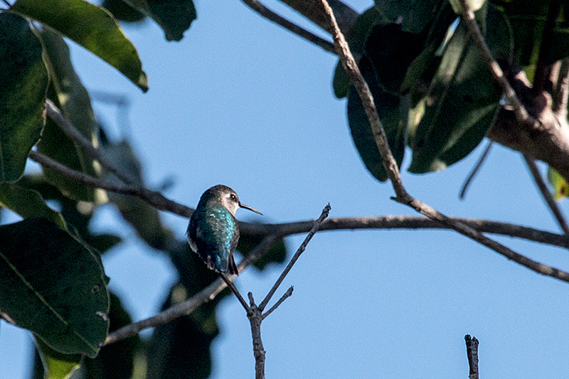 Female Bee Hummingbird - The World's Smallest Bird, Guanahacabibes Peninsula, Cuba