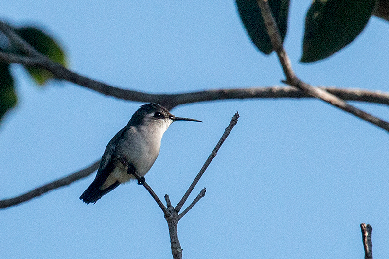 Female Bee Hummingbird - The World's Smallest Bird, Guanahacabibes Peninsula, Cuba