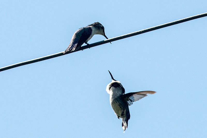 Bee Hummingbird - The World's Smallest Bird, La Cuchilla, Matanzas, Cuba