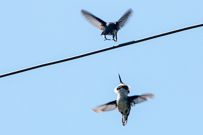 Bee Hummingbird - The World's Smallest Bird, La Cuchilla, Matanzas, Cuba