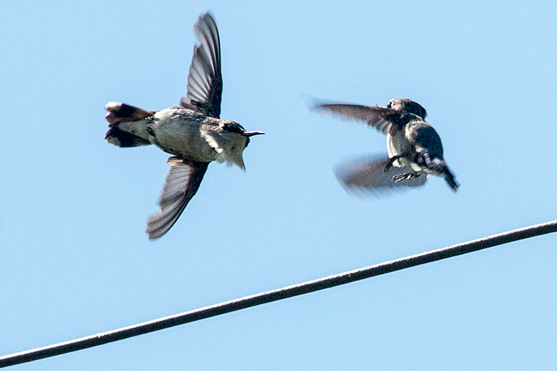 Bee Hummingbird - The World's Smallest Bird, La Cuchilla, Matanzas, Cuba