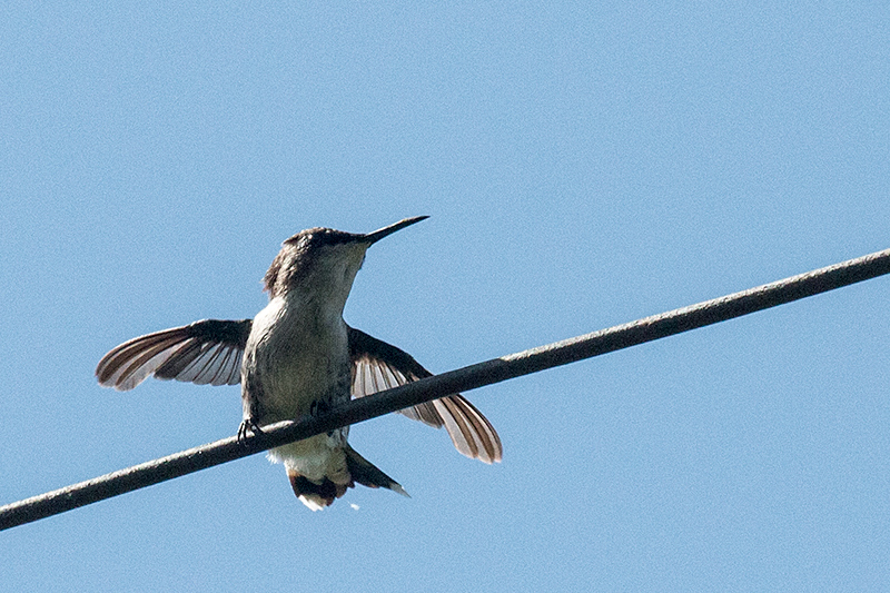 Bee Hummingbird - The World's Smallest Bird, La Cuchilla, Matanzas, Cuba