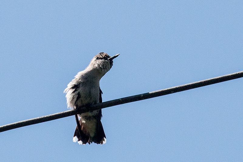 Bee Hummingbird - The World's Smallest Bird, La Cuchilla, Matanzas, Cuba