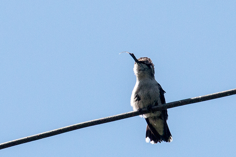 Bee Hummingbird - The World's Smallest Bird, La Cuchilla, Matanzas, Cuba