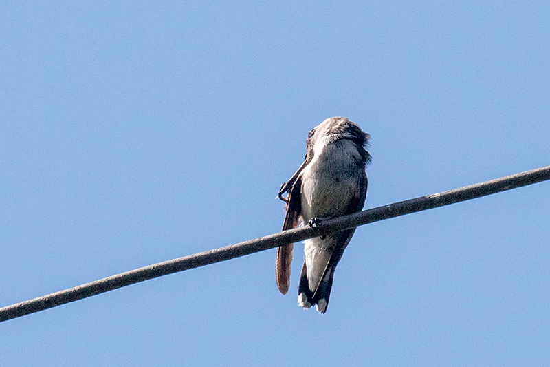 Bee Hummingbird - The World's Smallest Bird, La Cuchilla, Matanzas, Cuba