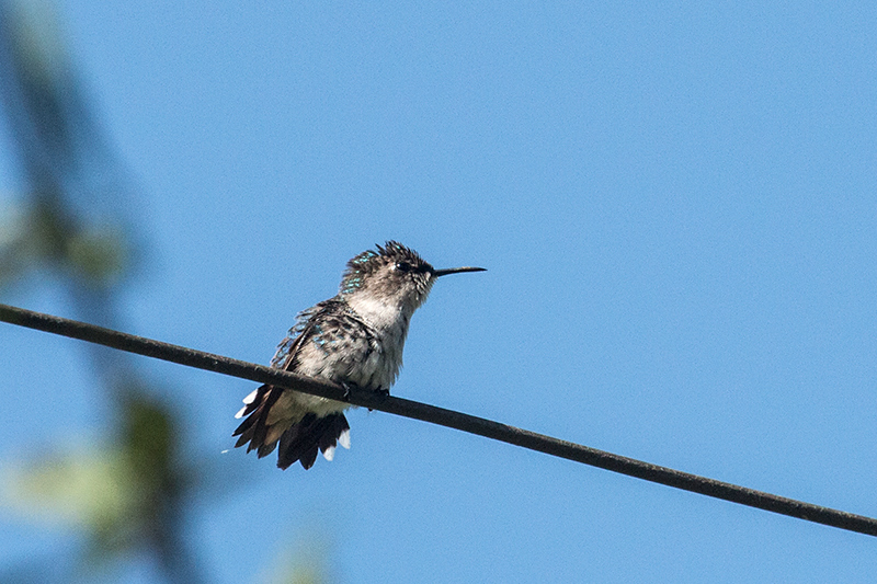 Bee Hummingbird - The World's Smallest Bird, La Cuchilla, Matanzas, Cuba