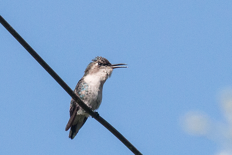 Bee Hummingbird - The World's Smallest Bird, La Cuchilla, Matanzas, Cuba