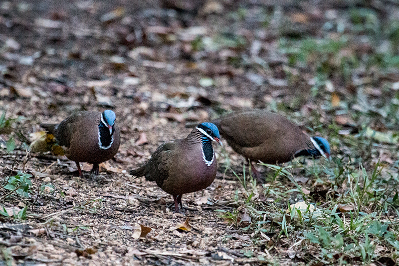 Blue-headed Quail-Dove, A Cuban Endemic, Refugio de Fauna Bermejas, Cuba