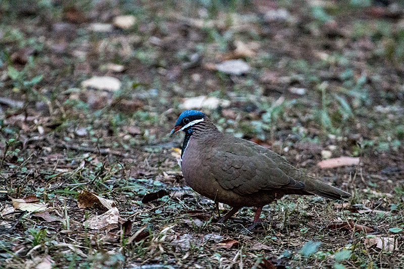 Blue-headed Quail-Dove, A Cuban Endemic, Refugio de Fauna Bermejas, Cuba