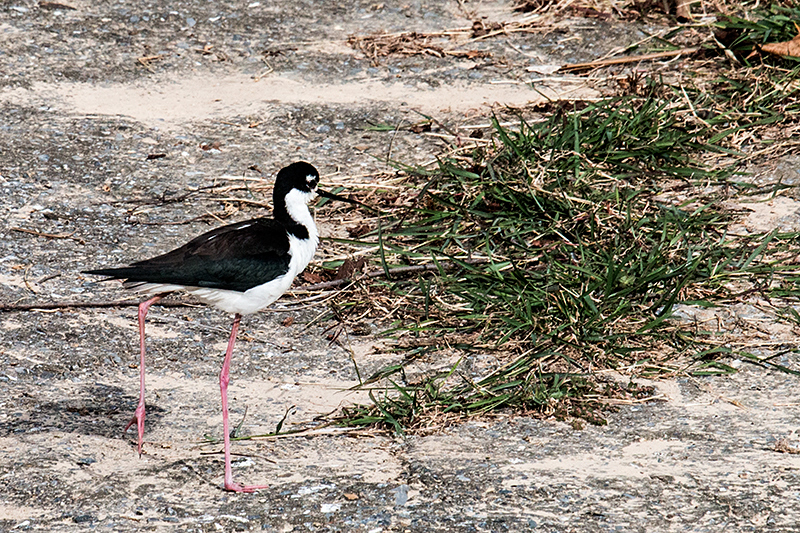 Black-necked Stilt, San Luis Ditch, Cuba