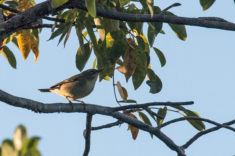 Black-throated Blue Warbler, Cueva del Jabali, Cayo Coco, Cuba