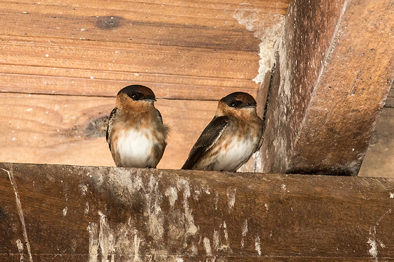 Cave Swallow, Culeta Buena, Matanzas, Cuba