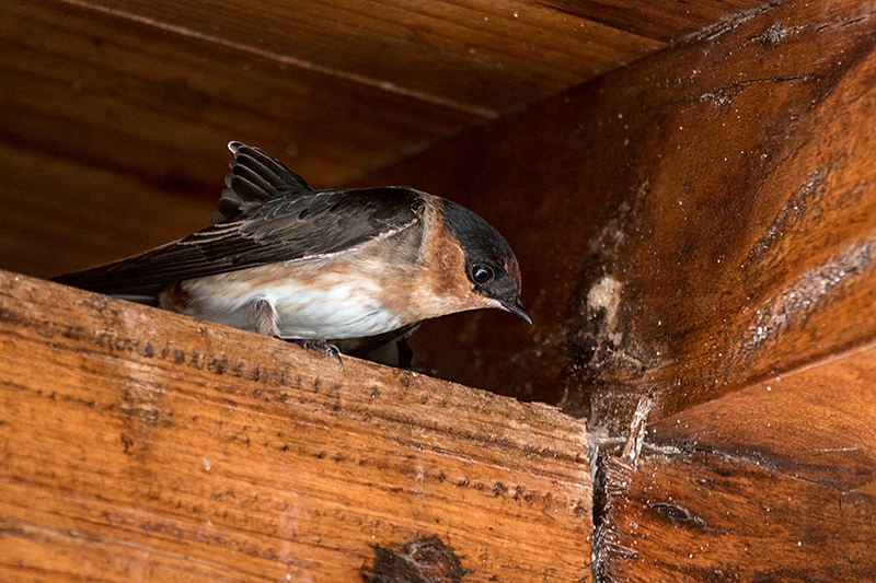 Cave Swallow, Culeta Buena, Matanzas, Cuba