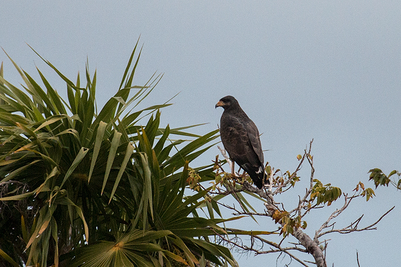 Cuban Black Hawk - A Cuban Endemic, Guanahacabibes Peninsula, Cuba