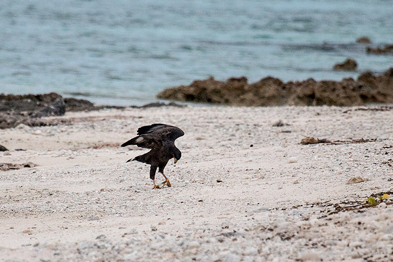 Cuban Black Hawk catching a crab - A Cuban Endemic, Guanahacabibes Peninsula, Cuba