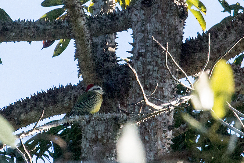 Cuban Green Woodpecker - A Cuban Endemic - La Cueva de los Portales, La Gira National Park, Cuba