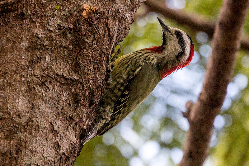 Cuban Green Woodpecker - A Cuban Endemic - La Boca de Guam, Zapata Peninsula, Cuba