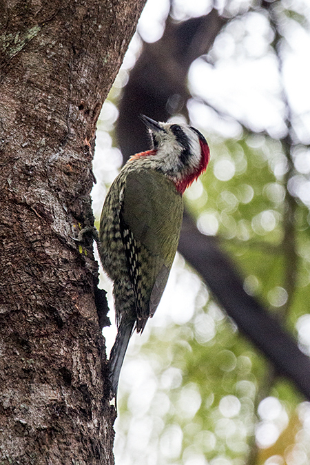 Cuban Green Woodpecker - A Cuban Endemic - La Boca de Guam, Zapata Peninsula, Cuba