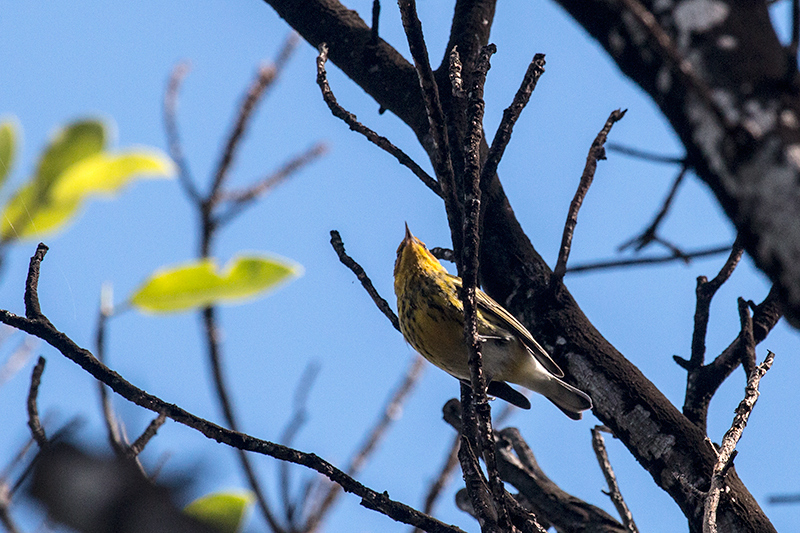 Cape May Warbler, Sol Cayo Coco Hotel, Cuba