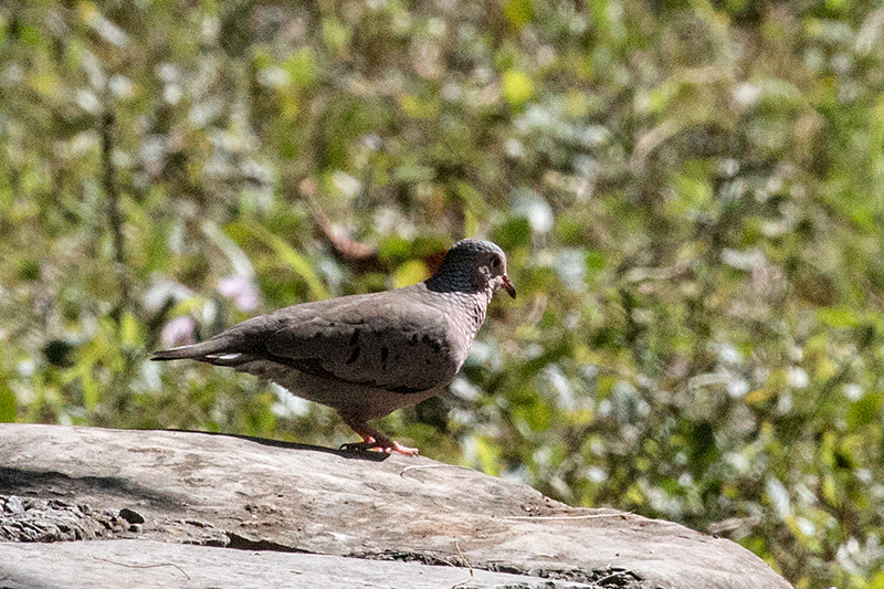 Common Ground-Dove, Hacienda Cortina, La Gira National Park, Cuba