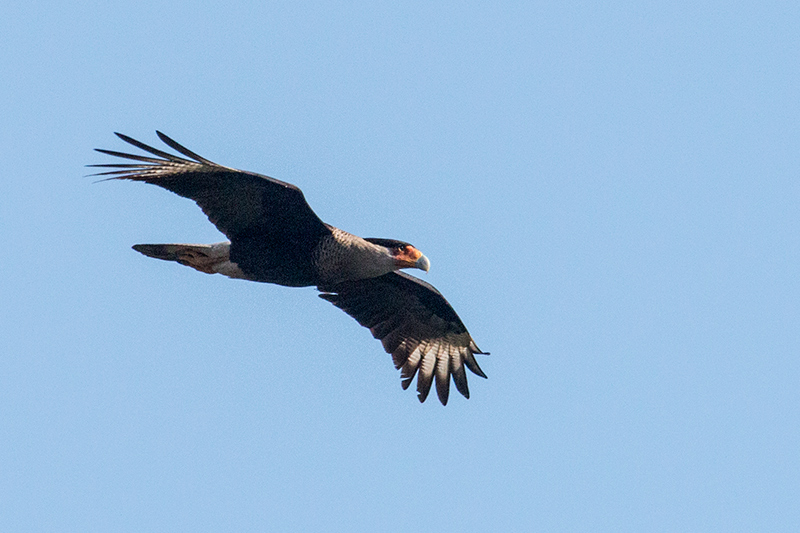 Crested Caracara, La Cuchilla, Matanzas, Cuba