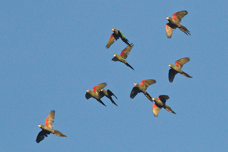 Cuban Parakeet, A Cuban Endemic, Refugio de Fauna Bermejas, Cuba