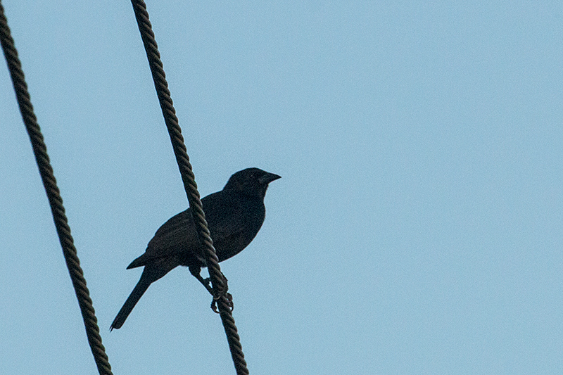 Cuban Blackbird, A Cuban Endemic,Refugio de Fauna Bermejas, Cuba