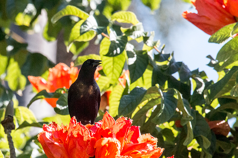 Cuban Blackbird, A Cuban Endemic, La Boca de Guam, Zapata Peninsula, Cuba