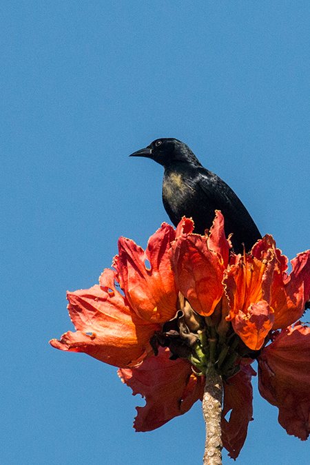 Cuban Blackbird, A Cuban Endemic, La Boca de Guam, Zapata Peninsula, Cuba