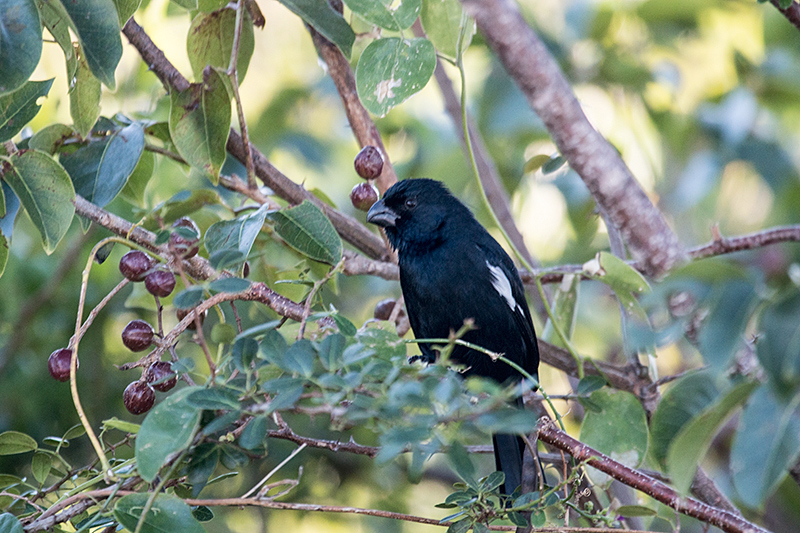 Cuban Bullfinch, Cayo Coco, Cuba