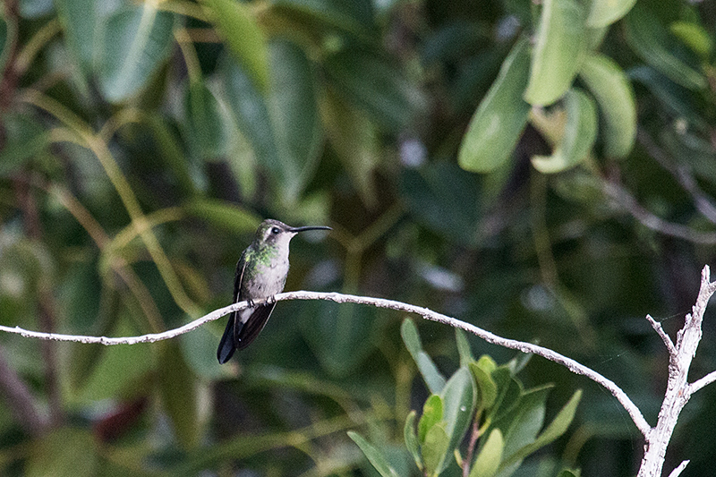 Cuban Emerald, Cayo Paredn Grande, Cuba