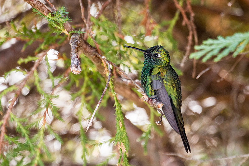 Cuban Emerald, Sol Cayo Coco Hotel, Cuba