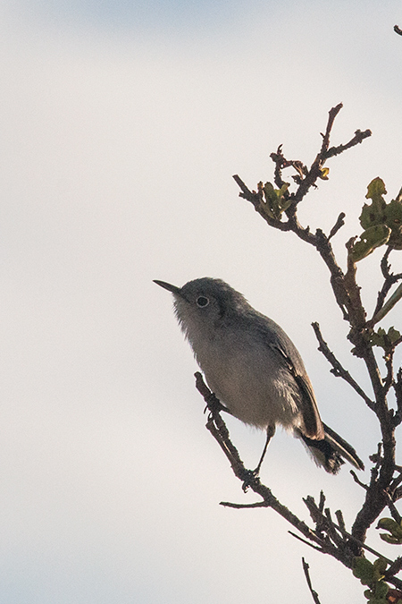 Cuban Gnatcatcher, A Cuban Endemic, Cayo Paredn Grande, Cuba