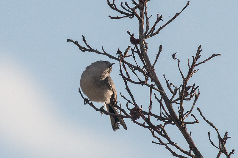 Cuban Gnatcatcher, A Cuban Endemic, Cayo Paredn Grande, Cuba