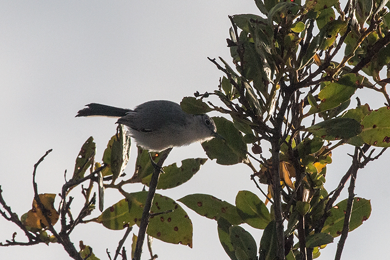 Cuban Gnatcatcher, A Cuban Endemic, Cayo Paredn Grande, Cuba