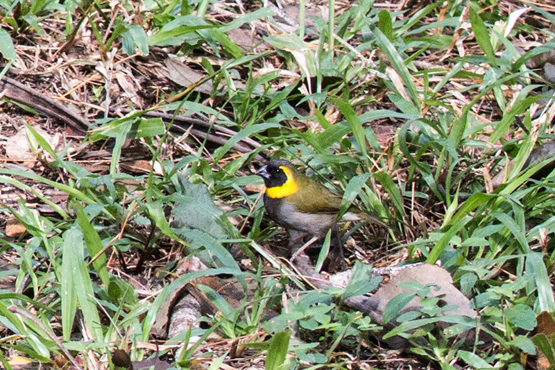 Cuban Grassquit-a Cuban Endemic, La Chorrera Campismo, Cuba