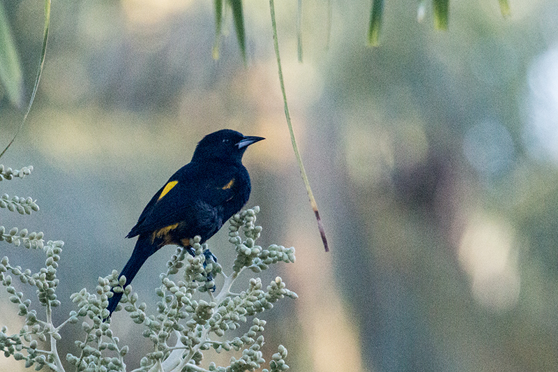 Cuban Oriole, A Cuban Endemic, Hotel Playa Larga, Cuba