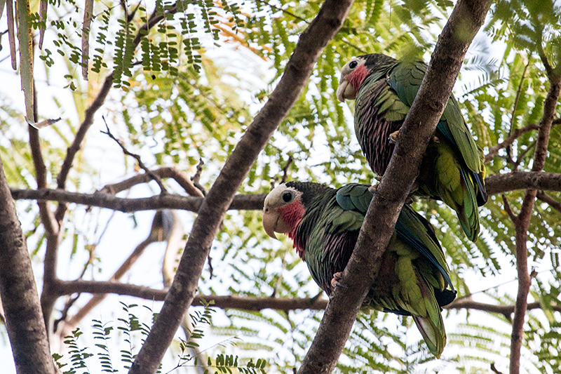 Cuban Parrot, A Cuban Endemic, La Boca de Guam, Zapata Peninsula, Cuba