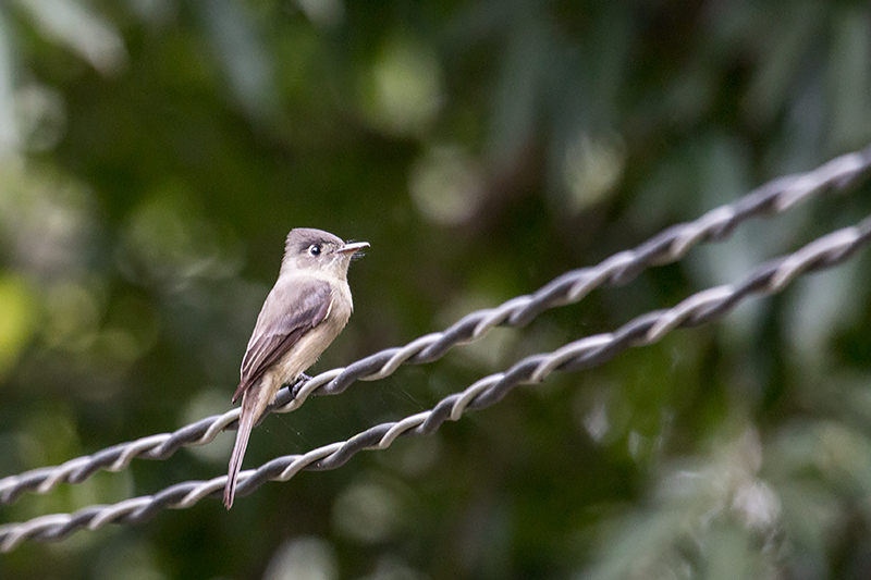 Cuban Pewee, La Chorrera Campismo, Cuba