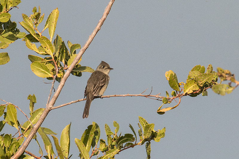 Cuban Pewee, Cayo Paredn Grande, Cuba