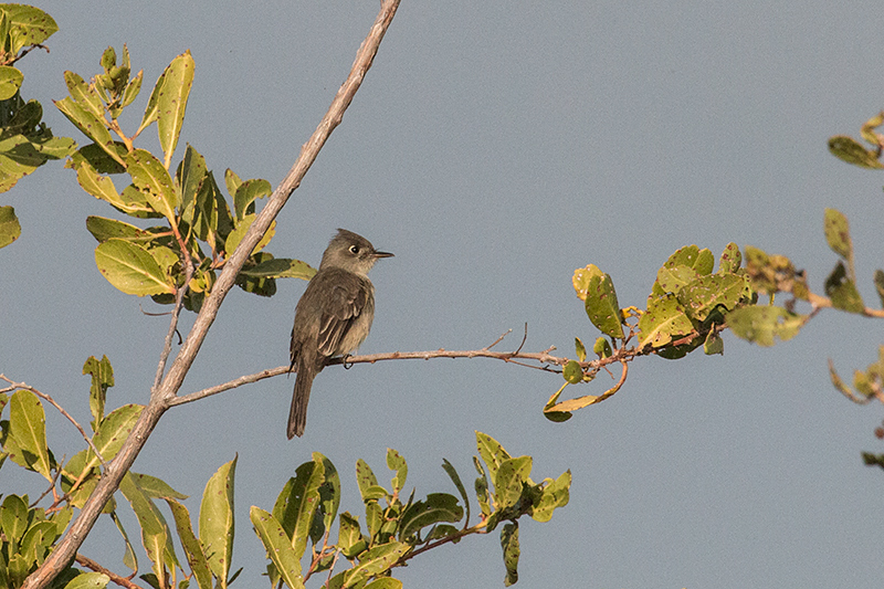 Cuban Pewee, Cayo Paredn Grande, Cuba