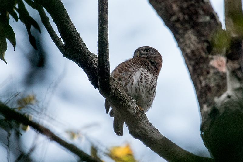 Cuban Pygmy-Owl  A Cuban Endemic, Guanahacabibes Peninsula, Cuba