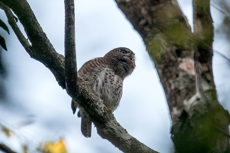 Cuban Pygmy-Owl  A Cuban Endemic, Guanahacabibes Peninsula, Cuba