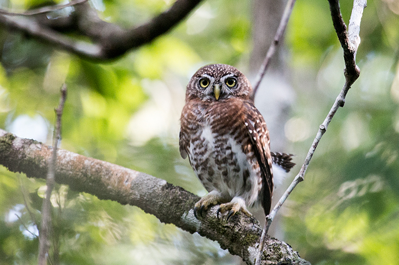 Cuban Pygmy-Owl  A Cuban Endemic, Guanahacabibes Peninsula, Cuba