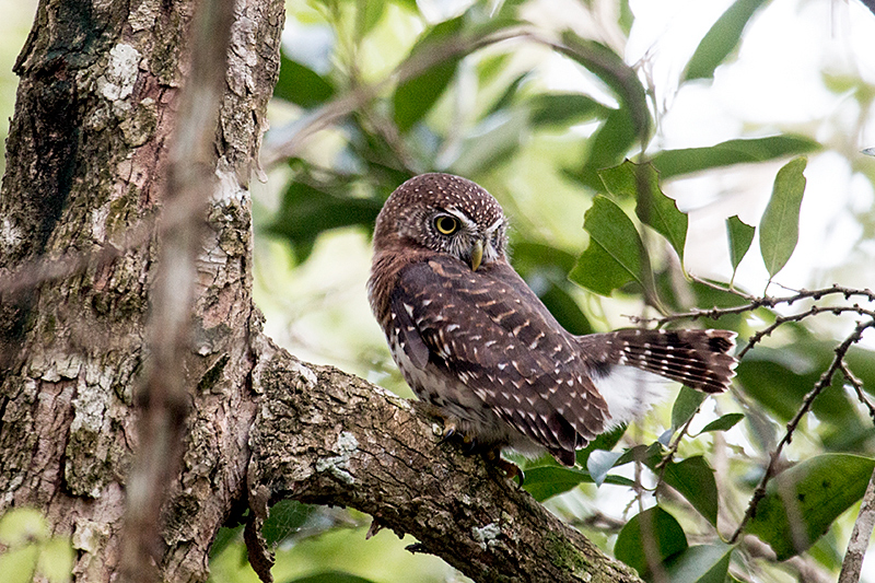 Cuban Pygmy-Owl  A Cuban Endemic, Guanahacabibes Peninsula, Cuba